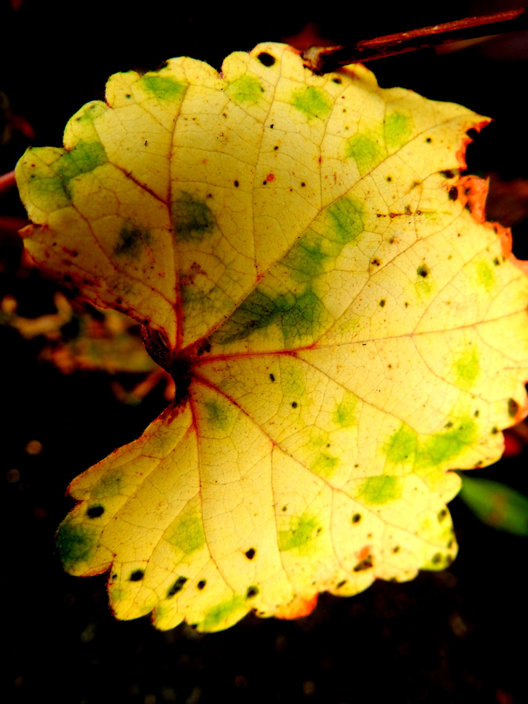 ぶどうの葉のコラージュ