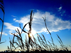 荒川土手の草影の夕日と積雲