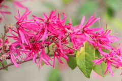 マクロレンズの紅花常盤万作