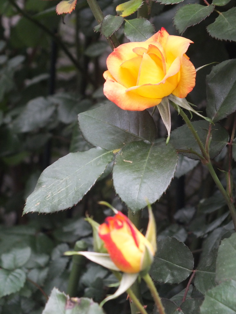 千住の赤黄色ツートンの薔薇