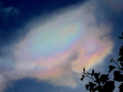 木陰の彩雲