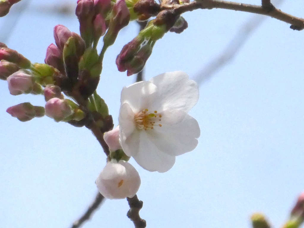 開花宣言前の東京のソメイヨシノ