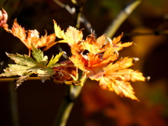 楓・鴫立沢の紅葉