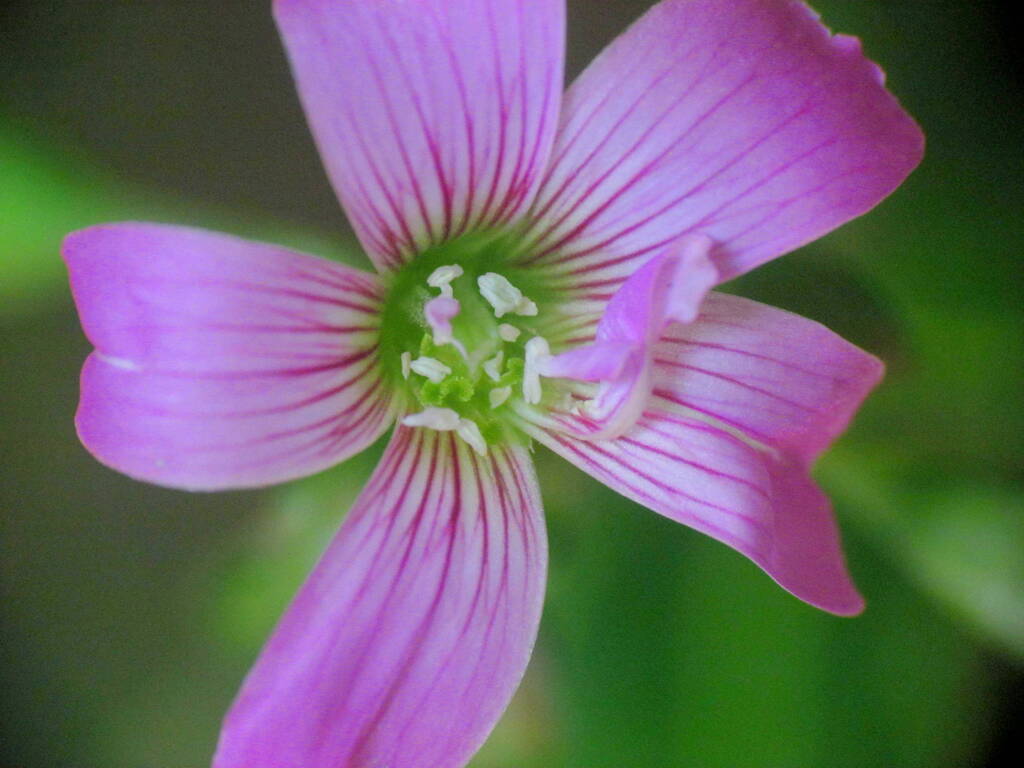 ムラサキカタバミの蕊