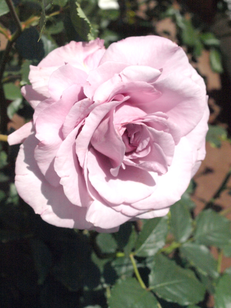 薔薇・ムーンブラック