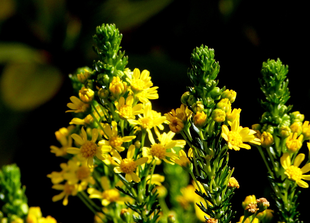ユリオプス・ゴールドコイン