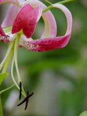 かのこゆりの蕊