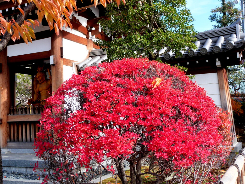 川口安行街道沿いの源正寺の満天星つつじ