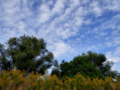 荒川の秋の自然風景