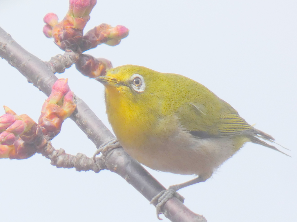 まだ蕾のオオカンザクラに
