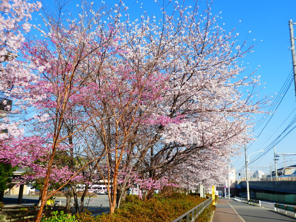 北区東十条の保健施設の庭の桜のいろいろと東北新幹線の高架赤羽へ