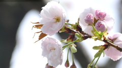 里ザクラの一葉の蕊