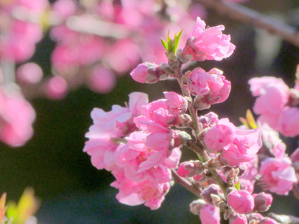 スサノオ神社の花桃