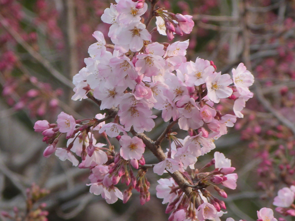 上野恩賜の原木よりも元気がいい、桜・コマツ乙女