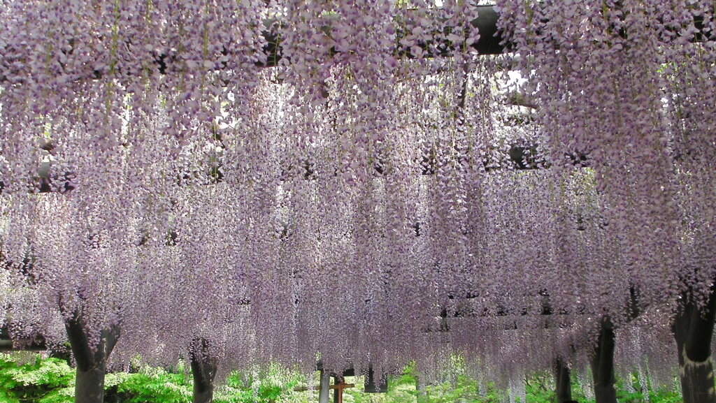 西新井大師の藤２