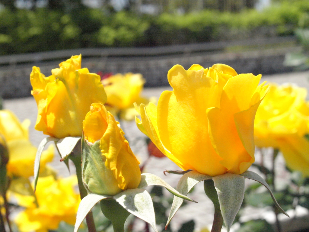 これも薔薇・ヘンリーフォンダ