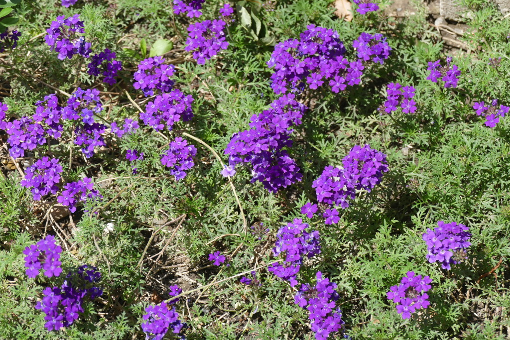 ムラサキバーベナ