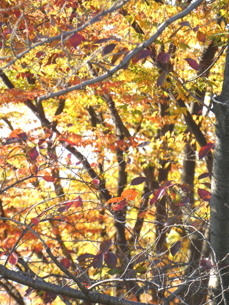 公園の自然のコラージュ
