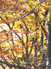 公園の自然のコラージュ