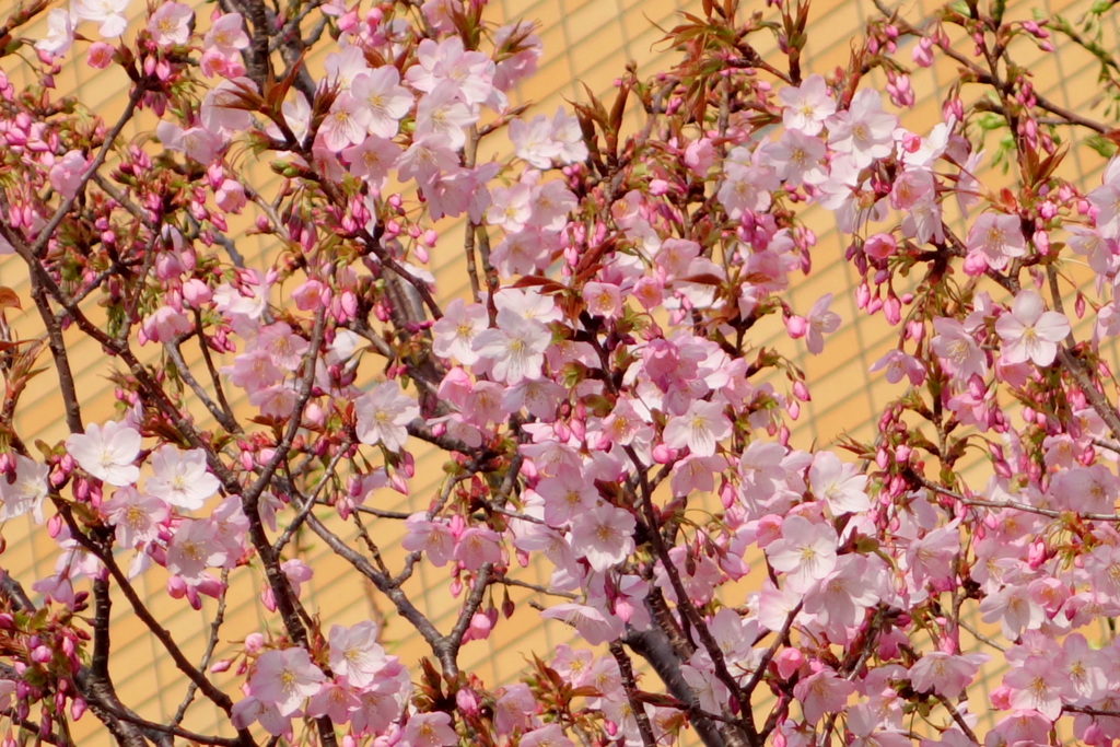 足立区では珍しい仙台屋桜