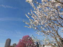 青空に汐入公園の白い花桃と赤い陽光桜の風景