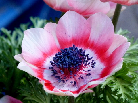 アネモネの品種