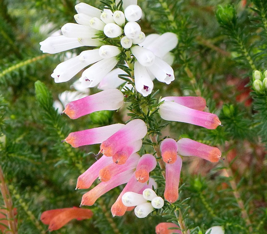 アケボノエリカ