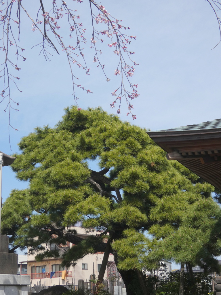 千住安養院の古木の黒松