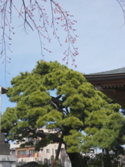 千住安養院の古木の黒松