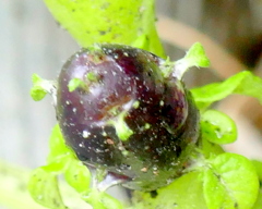 馬鈴薯のむかご