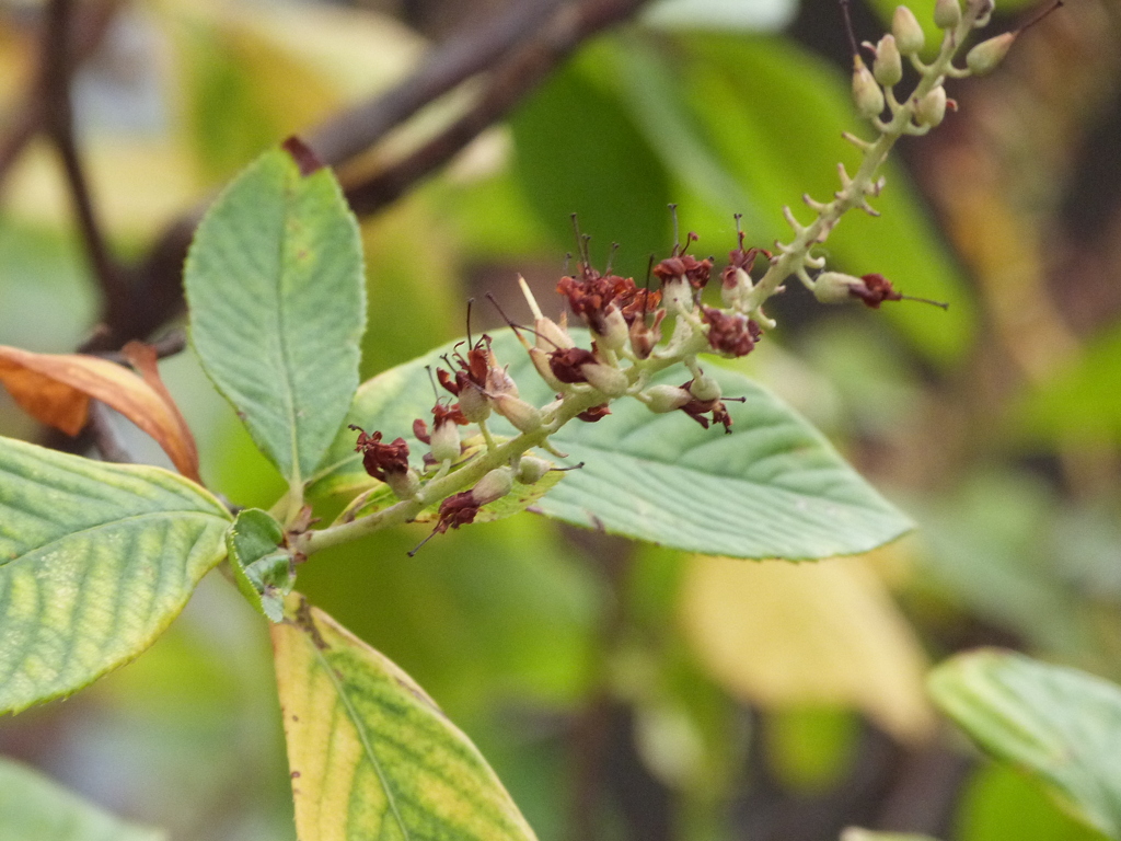 アメリカ半夏生