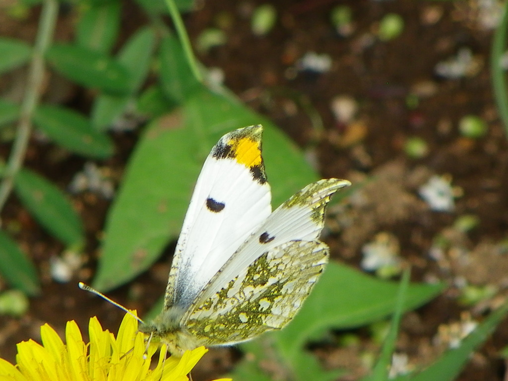 柳原千草園にてタンポポの春告蝶々のツマキチョウ