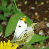 柳原千草園にてタンポポの春告蝶々のツマキチョウ