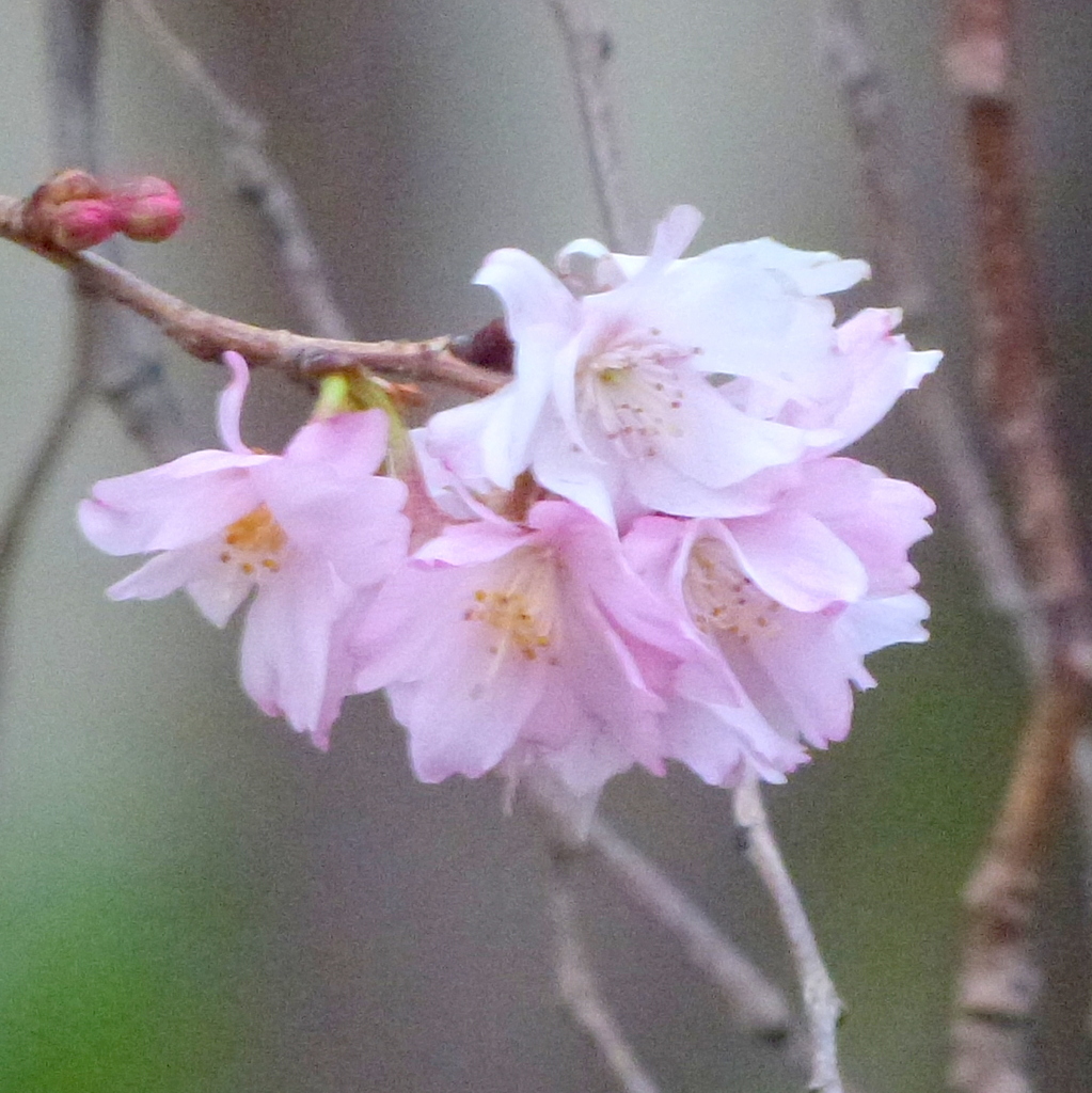 巫女居縞長命寺の傍の十月桜