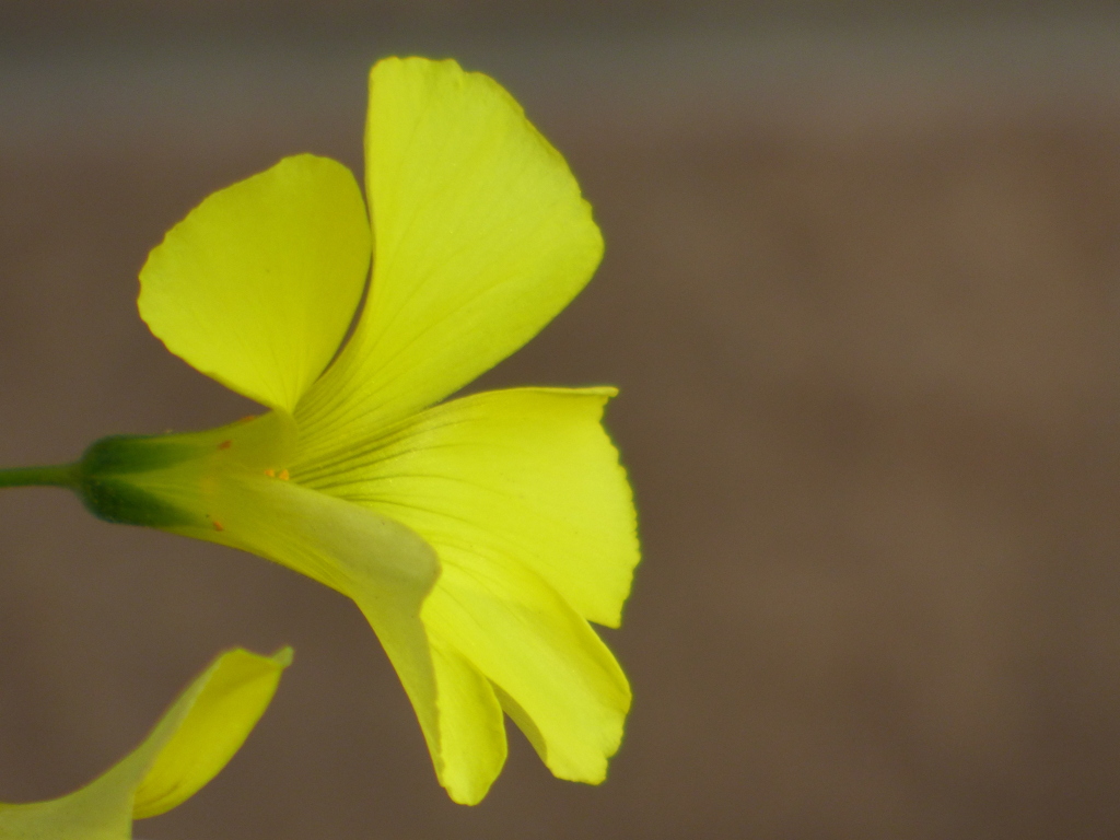 オオキバナカタバミ