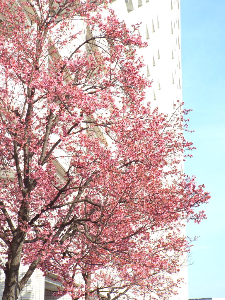 隅田川沿い千住曙町のマンション前のおかめ桜