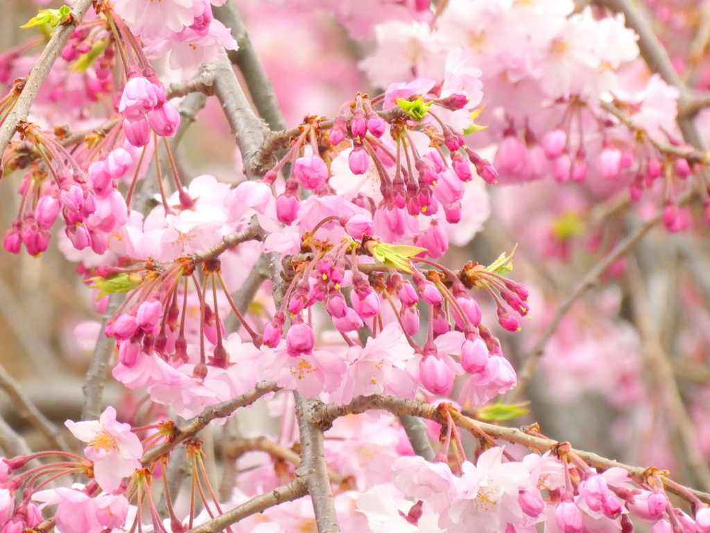 上野寛永寺輪王殿の江戸彼岸系の八重紅枝垂桜