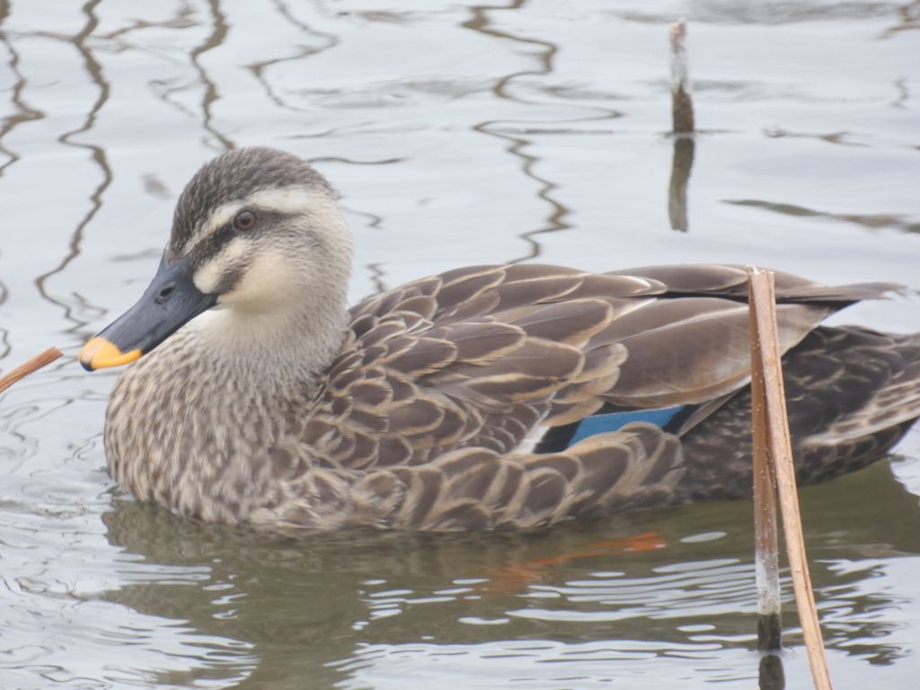 不忍池のカルガモ