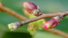 アーモンドの蕾