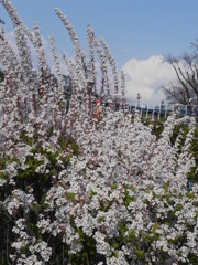 荒川自然公園のピンクユキヤナギと雲