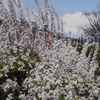 荒川自然公園のピンクユキヤナギと雲