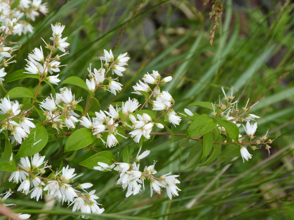 由布院の小川の河原にヒメウツギ