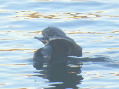 隅田川の橋の上からへんてこな姿のカワウ