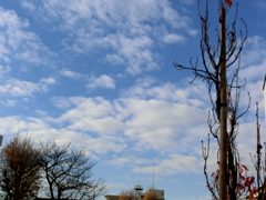 墨堤通街路樹と元宿稲荷の空の雲