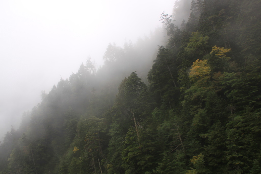 樹林の山の層雲
