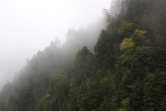 樹林の山の層雲
