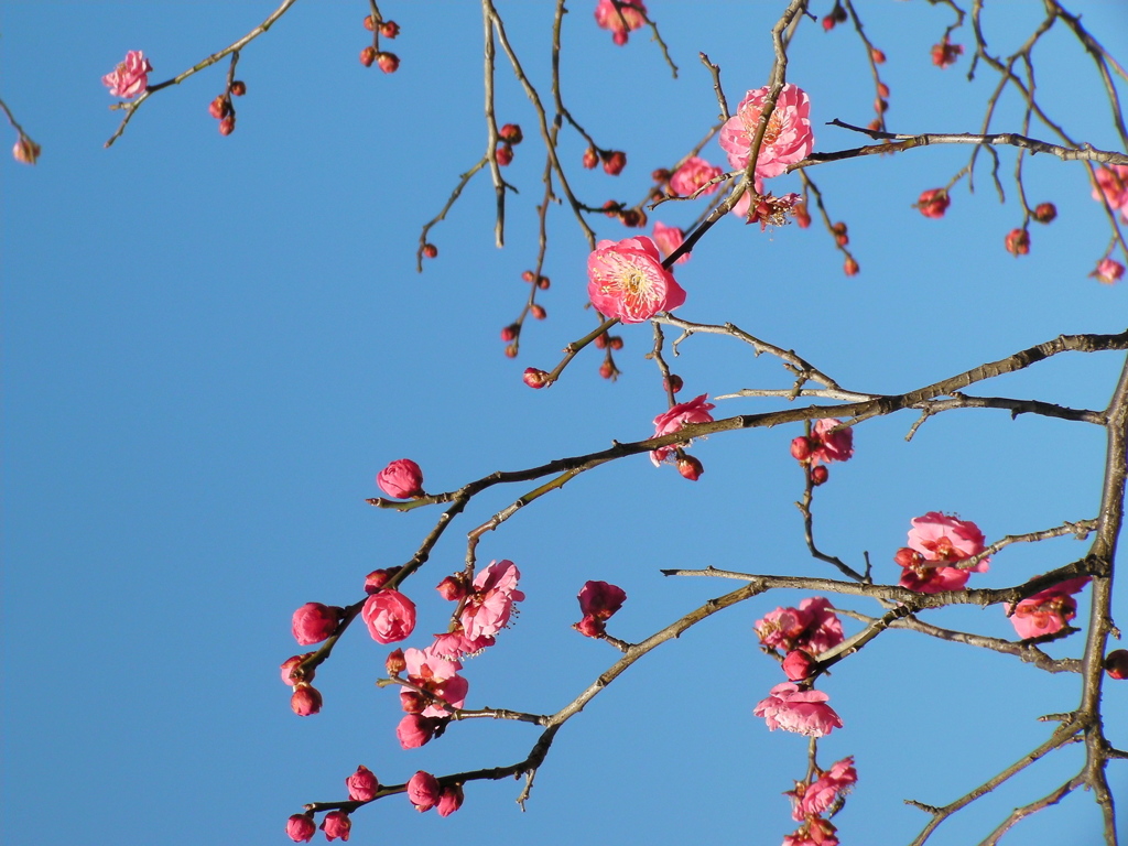 千住桜木ワンド下の青空と紅梅