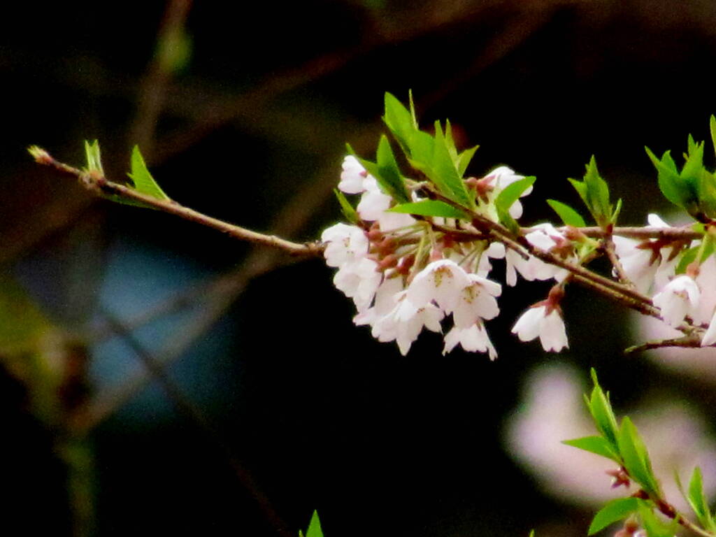 根尾谷の薄墨桜の特徴、やはり彼岸系