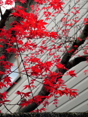 町屋の民家のデショウジョウ