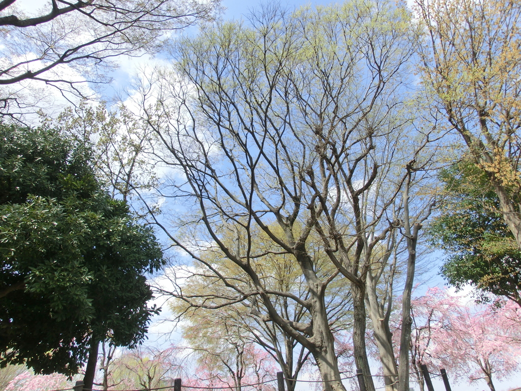 尾久の原公園の欅白柳の芽ぶきと枝垂桜